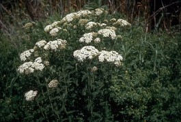 yarrow